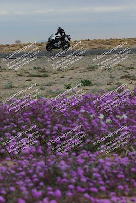 media/Jan-14-2023-SoCal Trackdays (Sat) [[497694156f]]/Turn 14 Exit Bloomig (145pm)/